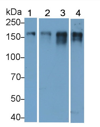 Epidermal Growth Factor Receptor (EGFR) Monoclonal Antibody - image 3
