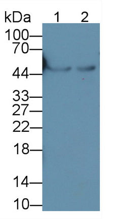 Glial Fibrillary Acidic Protein (GFAP) Monoclonal Antibody - image 2