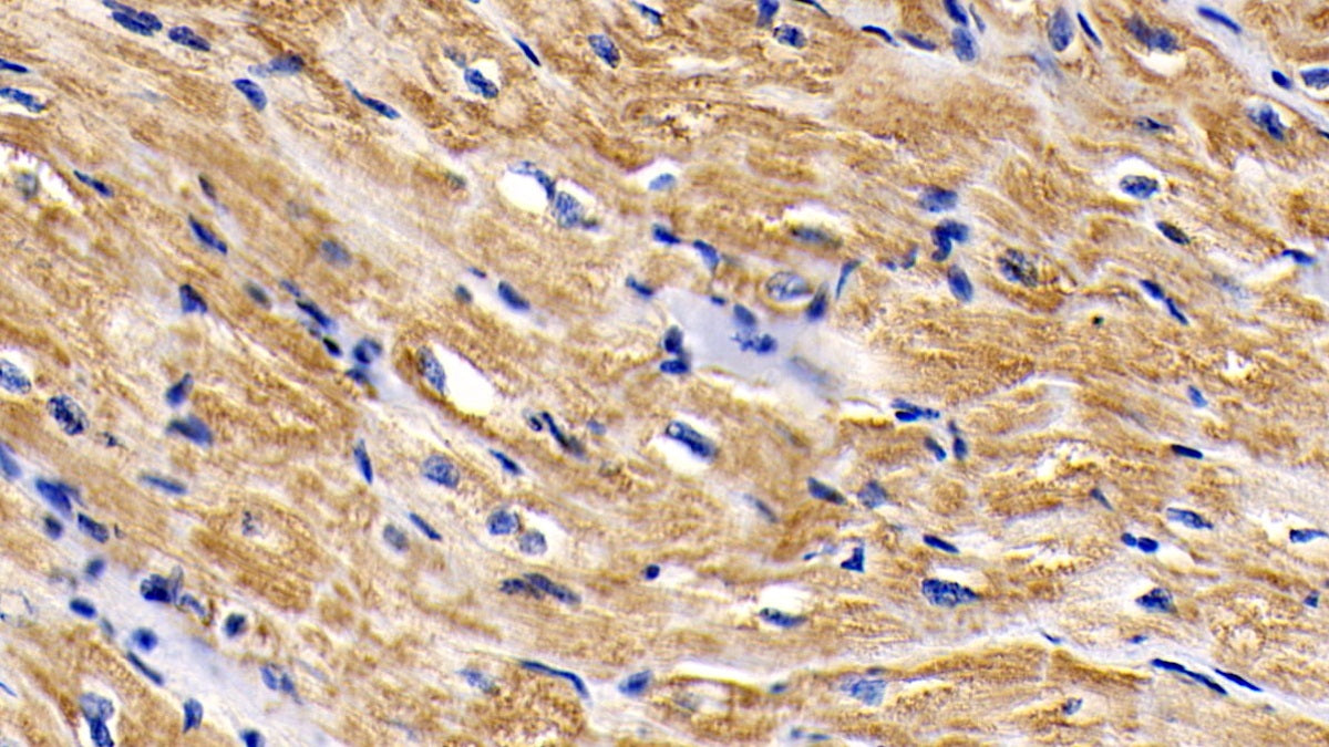 Western Blot; Sample: Lane1: Rat Kidney lysate; Lane2: Rat Heart lysate Primary Ab: 2ug/ml Mouse Anti-Human CYCS Antibody Second Ab: 0.2ug/mL HRP-Linked Caprine Anti-Mouse IgG Polyclonal Antibody