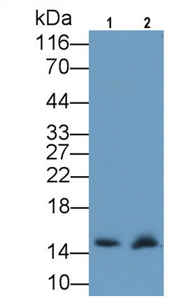 Western Blot; Sample: Lane1: Rat Heart lysate; Lane2: Mouse Heart lysate; Primary Ab: 0.2ug/ml Mouse Anti-Human CYCS Antibody; Second Ab: 0.2ug/mL HRP-Linked Caprine Anti-Mouse IgG Polyclonal Antibody