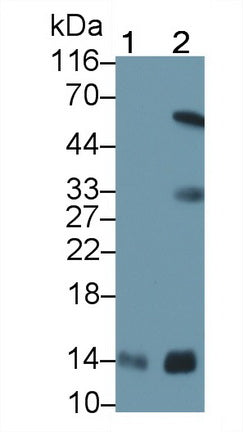Western Blot; Sample: Lane1: Gallus Heart lysate; Lane2: Canine Heart lysate; Lane3: Caprine Heart lysate; Lane4: Cavia Heart lysate; Lane5: Rabbit Heart lysate; Lane6: Equine Heart lysate; Primary Ab: 0.2ug/ml Mouse Anti-Human CYCS Antibody; Second Ab: 0.2ug/mL HRP-Linked Caprine Anti-Mouse IgG Polyclonal Antibody