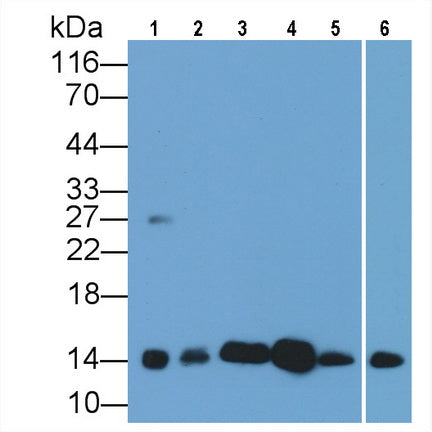Cytochrome C (CYCS) Monoclonal Antibody - image 5