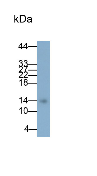 Interferon Gamma (IFNg) Polyclonal Antibody - image 2