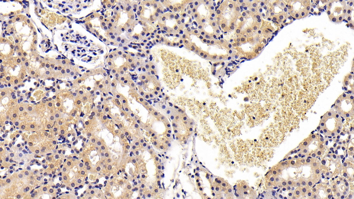 Defensin Beta 1 (DEFb1) Monoclonal Antibody - image 2