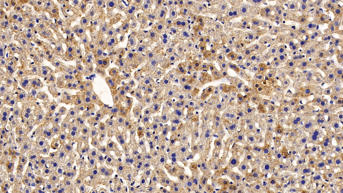 DAB staining on IHC-P; Sample: Mouse Kidney Tissue; Primary Ab: 20ug/ml Rabbit Anti-Mouse KISS1R Antibody; Second Ab: 2ug/mL HRP-Linked Caprine Anti-Rabbit IgG Polyclonal Antibody
