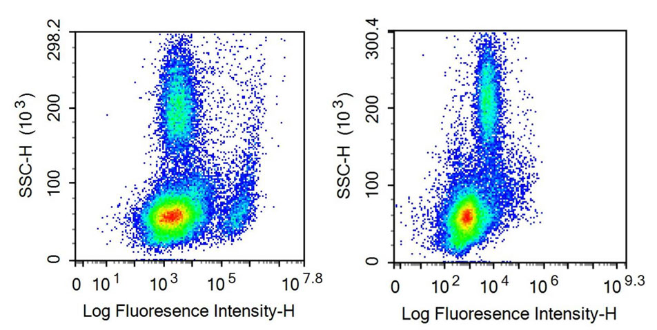 Anti-Cluster Of Differentiation 19 (CD19) Polyclonal Antibody - image 2