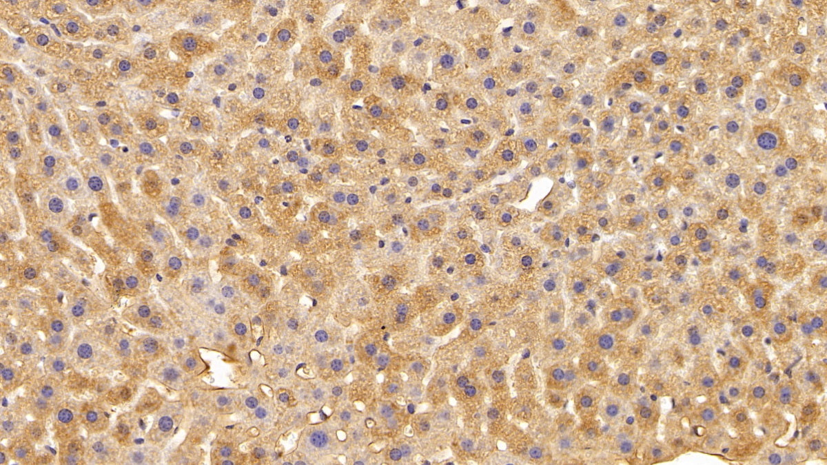 DAB staining on IHC-P; Sample: Mouse Kidney Tissue; Primary Ab: 20ug/ml Rabbit Anti-Mouse ADPN Antibody; Second Ab: 2ug/mL HRP-Linked Caprine Anti-Rabbit IgG Polyclonal Antibody