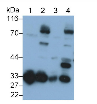 Adiponectin (ADPN) Polyclonal Antibody - image 4