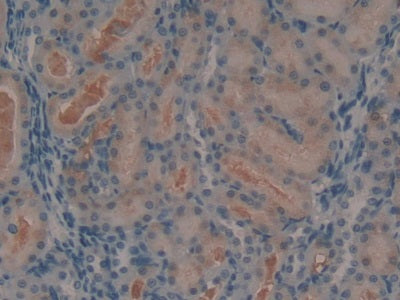 Angiotensin 1-7 (Ang1-7) Polyclonal Antibody - image 4