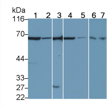 Macrophage Scavenger Receptor 1 (MSR1) Polyclonal Antibody - image 4