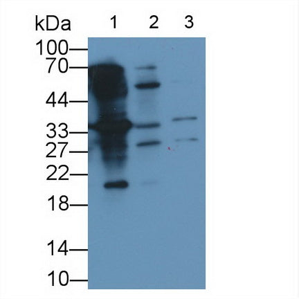 Programmed Cell Death Protein 1 Ligand 2 (PDL2) Monoclonal Antibody - image 2