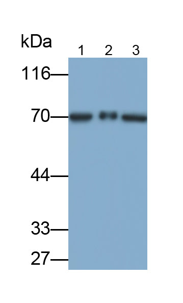 Toll Like Receptor 4 (TLR4) Polyclonal Antibody - image 2