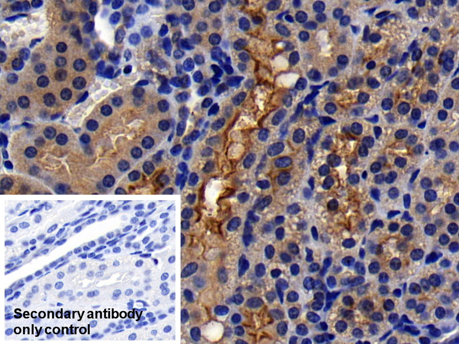 Angiotensin I Converting Enzyme 2 (ACE2) Monoclonal Antibody - image 5