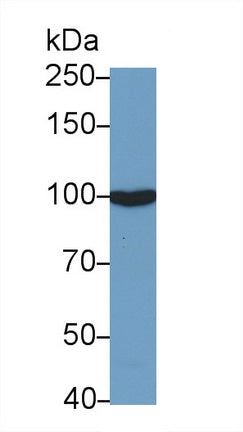 Angiotensin I Converting Enzyme 2 (ACE2) Monoclonal Antibody - image 3