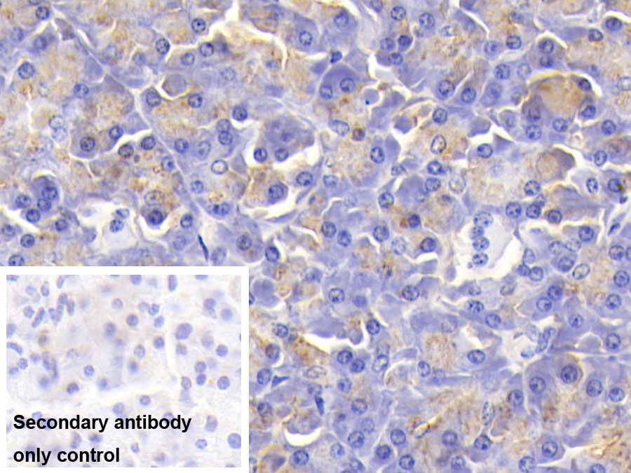 Western Blot; Sample: Human Saliva; Primary Ab: 0.01ug/ml Mouse Anti-Rat AMY1A Antibody; Second Ab: 0.2ug/ml HRP-Linked Caprine Anti-Mouse IgG Polyclonal Antibody