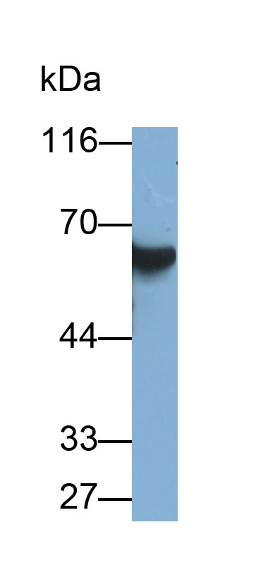 Western Blot; Samples: Lane1: Rat Pancreas lysate; Lane2: Mouse Pancreas lysate; Lane3: Porcine Pancreas lysate; Primary Ab: 0.01ug/ml Mouse Anti-Rat AMY1A Antibody; Second Ab: 0.2ug/ml HRP-Linked Caprine Anti-Mouse IgG Polyclonal Antibody