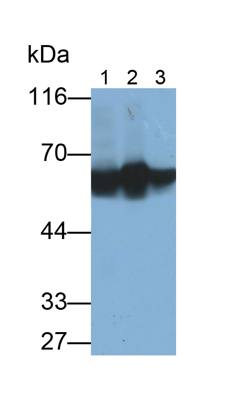 Salivary Alpha Amylase (AMY1A) Monoclonal Antibody - image 4