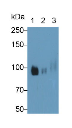 Colony Stimulating Factor Receptor, Macrophage (MCSFR) Monoclonal Antibody - image 2