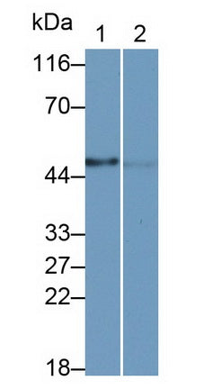 Carcinoembryonic Antigen Related Cell Adhesion Molecule 8 (CEACAM8) Monoclonal Antibody - image 2