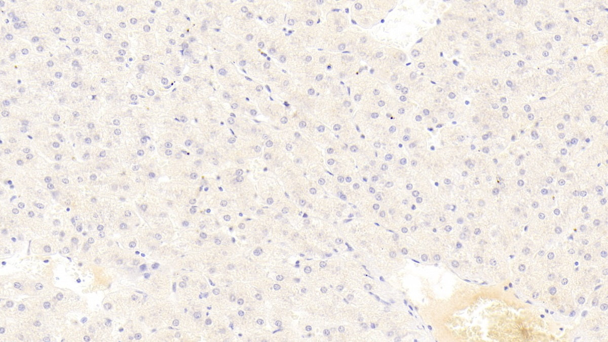 Cy3 staining on IF; Sample: Primary Canine Spermatogonium Cells cell; Primary Ab: 30ug/ml Mouse Anti-Human ALPL Antibody; Second Ab: 2ug/ml Cy3-Linked Caprine Anti-Mouse IgG Polyclonal Antibody