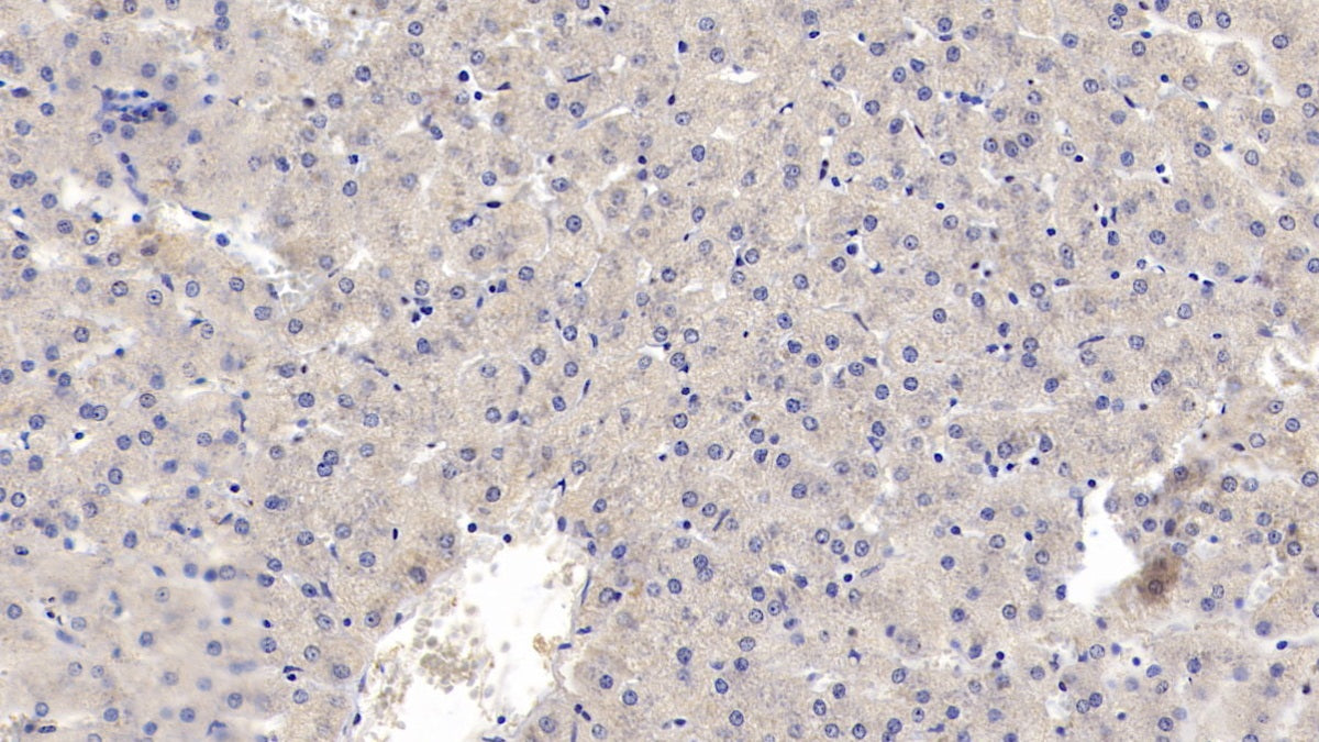 Matrix Metalloproteinase 13 (MMP13) Monoclonal Antibody - image 2