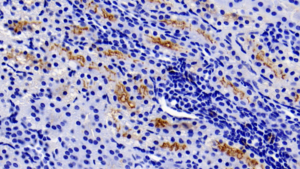 Western Blot; Sample: Porcine Kidney lysate; Primary Ab: 0.01ug/ml Mouse Anti-Human gGT1 Antibody; Second Ab: 0.2ug/mL HRP-Linked Caprine Anti-Mouse IgG Polyclonal Antibody