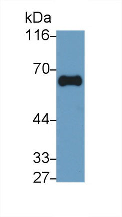 Gamma-Glutamyltransferase 1 (gGT1) Monoclonal Antibody - image 3