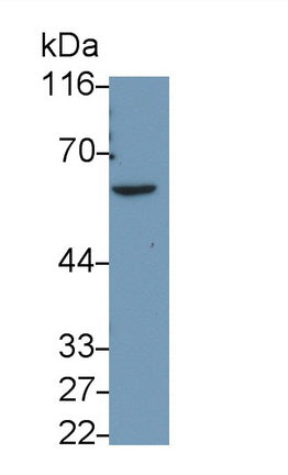 Caspase 8 (CASP8) Monoclonal Antibody - image 2