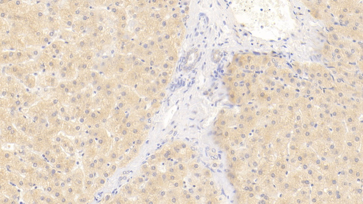 Wingless Type MMTV Integration Site Family, Member 11 (WNT11) Monoclonal Antibody - image 2