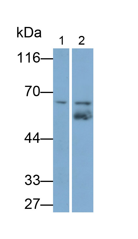 Tyrosine Hydroxylase (TH) Monoclonal Antibody - image 2