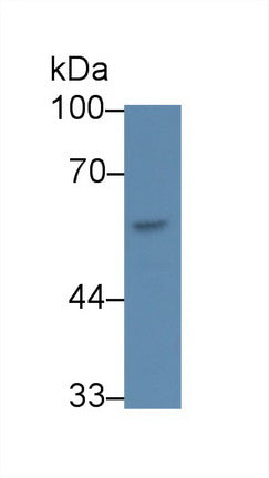 Western Blot; Sample: Lane1: Porcine Liver lysate; Lane2: Rat Liver lysate; Lane3: Equine Liver lysate; Lane4: Caprine Liver lysate; Lane5: Cavia Liver lysate; Primary Ab: 1ug/ml Mouse Anti-Human CEACAM1 Antibody; Second Ab: 0.2ug/mL HRP-Linked Caprine Anti-Mouse IgG Polyclonal Antibody