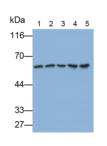 Western Blot; Sample: Cavia Liver lysate; Primary Ab: 0.6ug/ml Mouse Anti-Human CEACAM1 Antibody; Second Ab: 0.2ug/ml HRP-Linked Caprine Anti-Mouse IgG Polyclonal Antibody