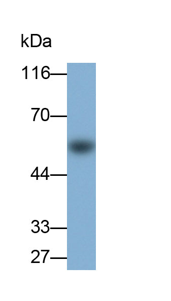 Carcinoembryonic Antigen Related Cell Adhesion Molecule 1 (CEACAM1) Monoclonal Antibody - image 5