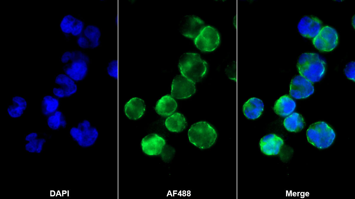 Western Blot; Sample: Human Leukocyte lysate Primary Ab: 2ug/ml Mouse Anti-Human CD8a Antibody Second Ab: 0.2ug/mL HRP-Linked Caprine Anti-Mouse IgG Polyclonal Antibody