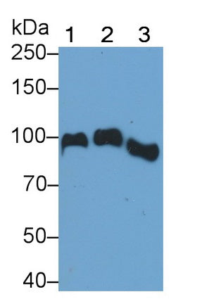 Angiostatin (ANG) Monoclonal Antibody - image 4