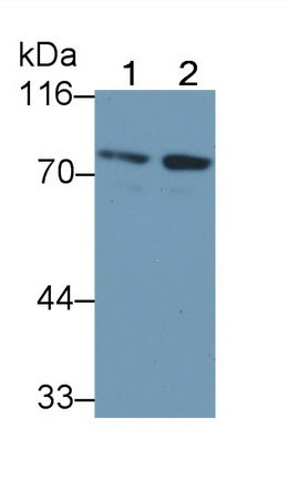 Western Blot; Sample: Hela cell lysate; Primary Ab: 0.2ug/ml Mouse Anti-Human FOXP1 Antibody; Second Ab: 0.2ug/ml HRP-Linked Caprine Anti-Mouse IgG Polyclonal Antibody