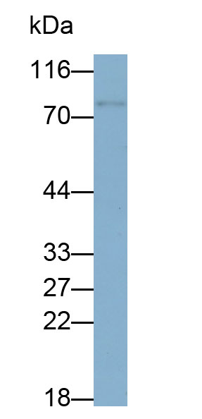 Western Blot; Samples: Lane1: Raji cell lysate; Lane2: RAW264.7 cell lysate; Lane3: K562 cell lysate; Lane4: 293T cell lysate; Primary Ab: 0.2ug/ml Mouse Anti-Human FOXP1 Antibody; Second Ab: 0.2ug/ml HRP-Linked Caprine Anti-Mouse IgG Polyclonal Antibody