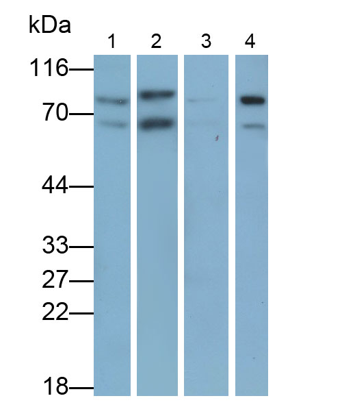 Forkhead Box Protein P1 (FOXP1) Monoclonal Antibody - image 4