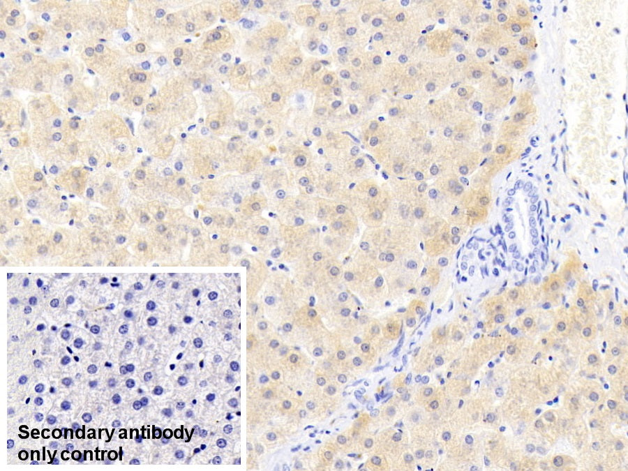 Western Blot; Sample: Lane1: Rat Liver lysate; Lane2: Rat Spleen lysate Primary Ab: 2ug/ml Mouse Anti-Human FTL Antibody Second Ab: 0.2ug/mL HRP-Linked Caprine Anti-Mouse IgG Polyclonal Antibody