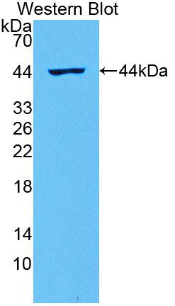 Interleukin 2 (IL2) Polyclonal Antibody - image 3