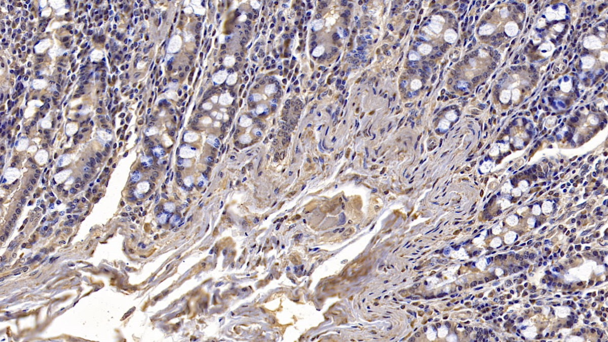 Cluster Of Differentiation 73 (CD73) Monoclonal Antibody - image 3