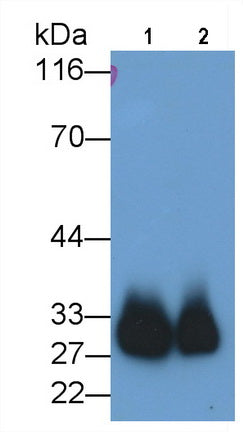 Azurocidin (AZU) Monoclonal Antibody - image 2