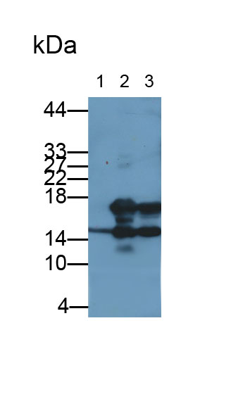 Interleukin 7 (IL7) Monoclonal Antibody - image 2