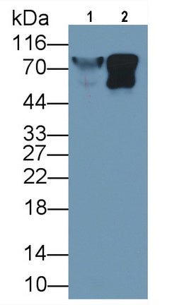 Lumican (LUM) Monoclonal Antibody - image 3
