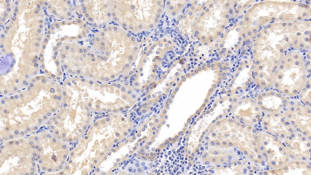 Western Blot; Sample: Rat Liver lysate; Primary Ab: 2ug/ml Mouse Anti-Human Ubiquitin Antibody Second Ab: 0.2ug/mL HRP-Linked Caprine Anti-Mouse IgG Polyclonal Antibody