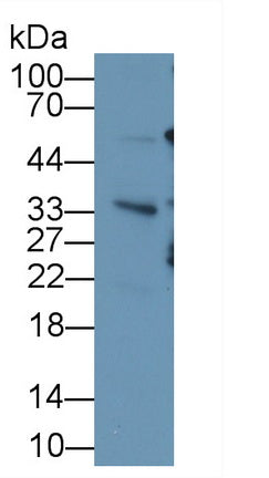 Ubiquitin (Ub) Monoclonal Antibody - image 3