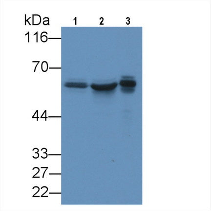 Karyopherin Alpha 2 (KPNa2) Monoclonal Antibody - image 4
