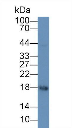 Chorionic Gonadotropin Alpha Polypeptide (CGa) Monoclonal Antibody - image 2