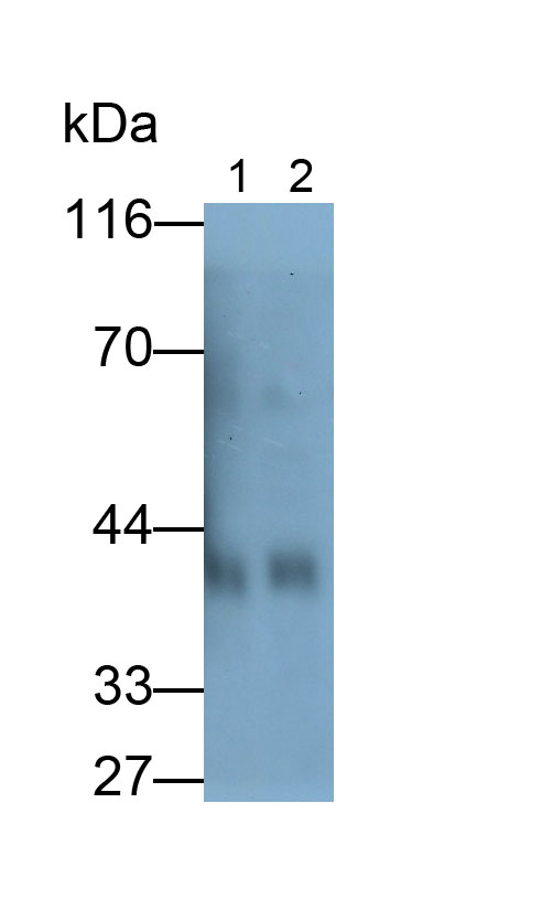 ADP Ribosyltransferase 1 (ART1) Polyclonal Antibody - image 2