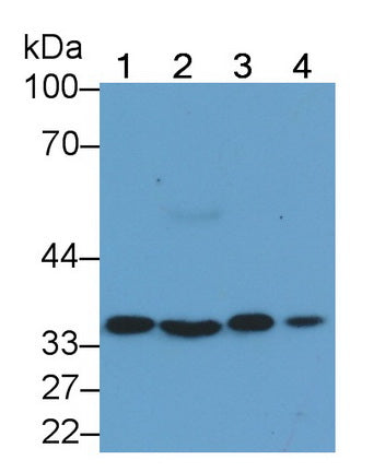Annexin A4 (ANXA4) Monoclonal Antibody - image 2